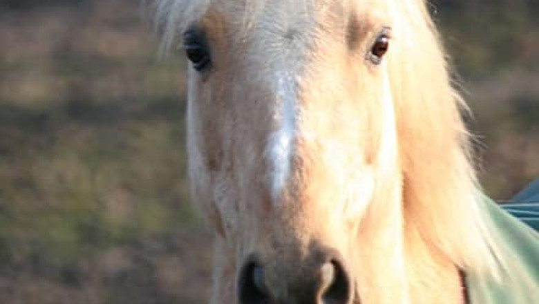 Why Horse Riding Is definitely an Great Adventure