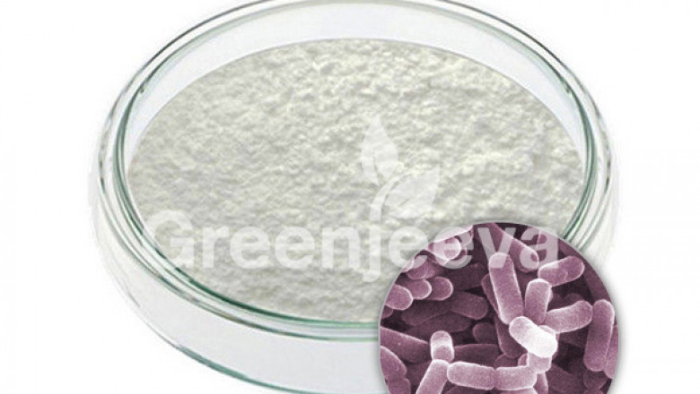 Bifidobacterium Lactis Powder