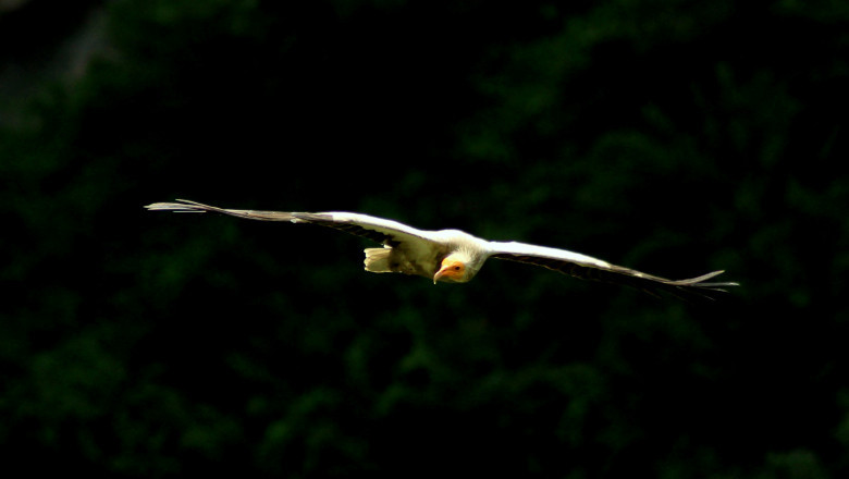 Birding tours in India