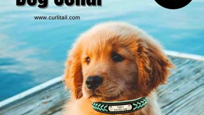 online pet store | custom dog collar