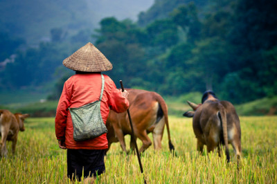 Vietnam Tours AsiaTourAdvisor