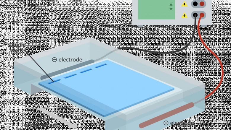 You Will Never Thought That Knowing Electrophoresis Could Be So Beneficial