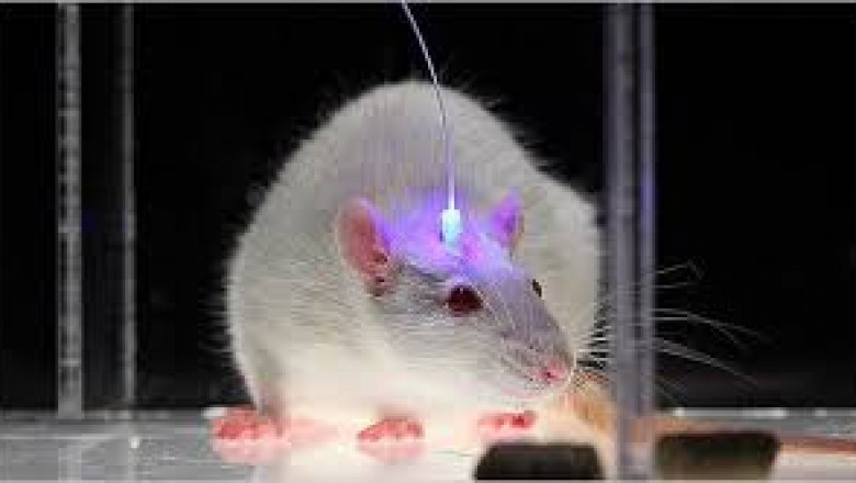 Optogenetics Market Size, Share, Outlook, and Opportunity Analysis, 2018– 2026