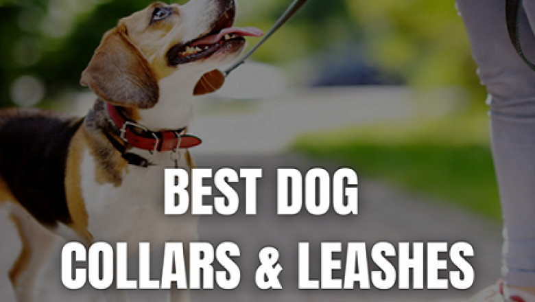 Best pet accessories shop | puppy collar