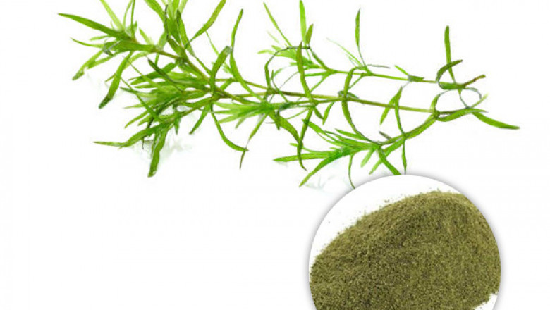 Kelp Extract Powder