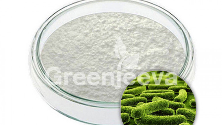 Lactobacillus acidophilus powder