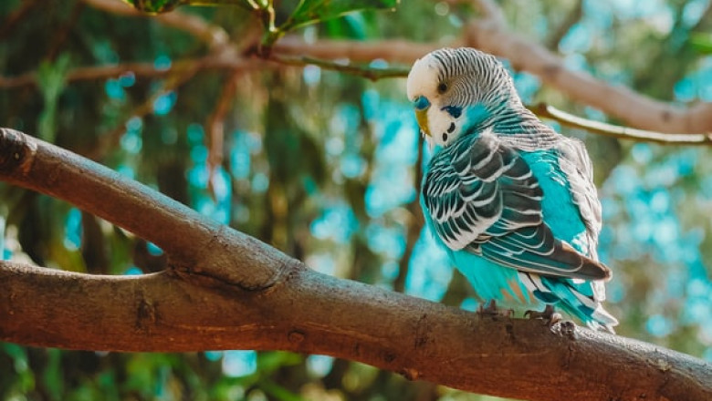How Important Are Parrot Toys for Your Pet’s Overall Health?