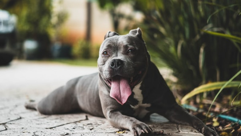 Is the Meals for Mutts Brand the Best Alternative for Your Pet?