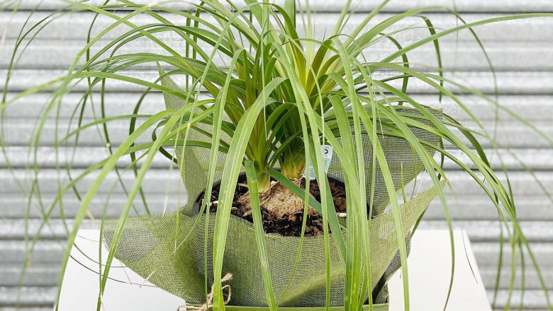 online garden store in Melbourne