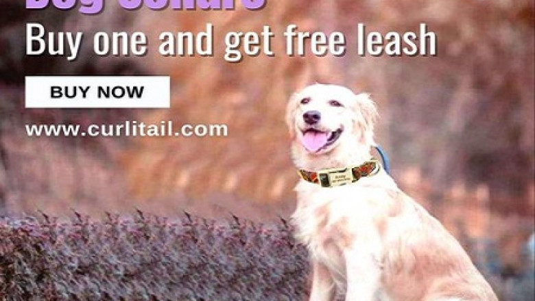 dog collar personalize | pet accessories shop