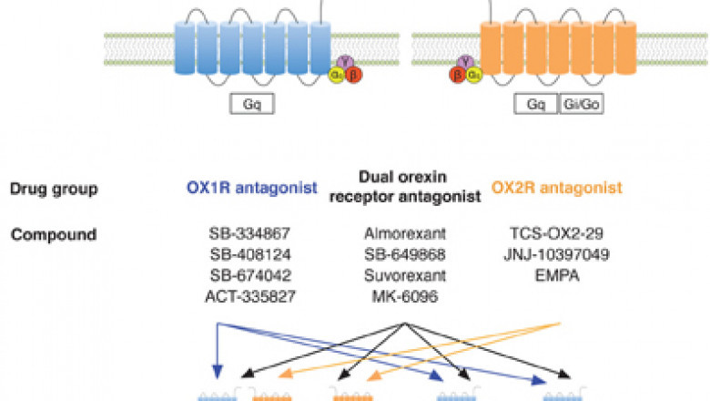 Orexin Receptors (Hypocretin Receptor) Antagonists Help With Appetite Management, Feeding, and Opioid Addiction
