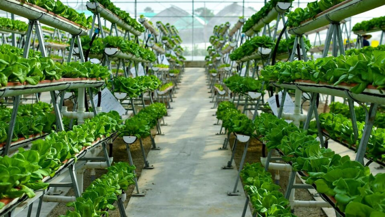 Vertical Farming Market  Global Overview and Strategic Regional Analysis 2021 to 2030