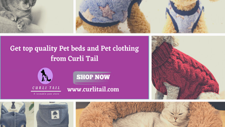 Buy pet accessories | dog collar girl