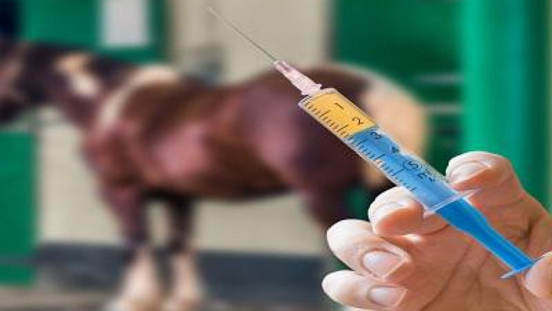 Equine Healthcare Market Size, Trends, Shares, Insights and Forecast – 2018-2026