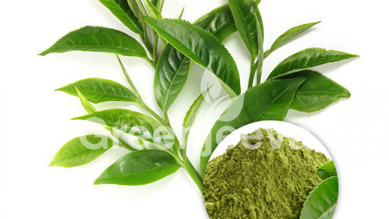 Organic Assam BOP Tea Powder