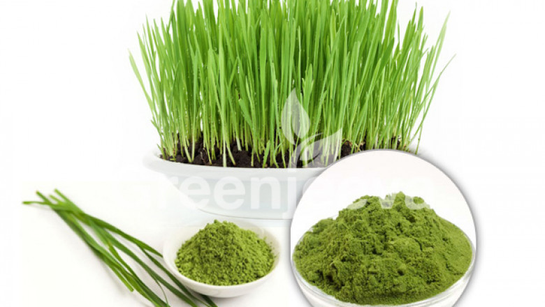 Organic Barley Grass Juice Powder
