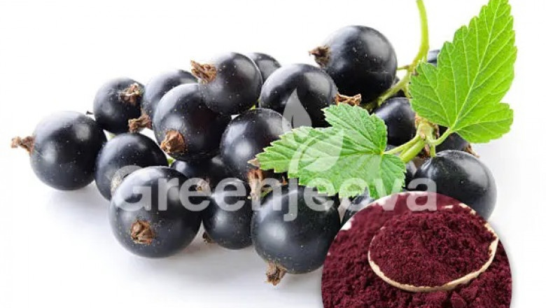 Organic Black Currant Powder