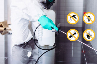 Termite Control Services in Sydney