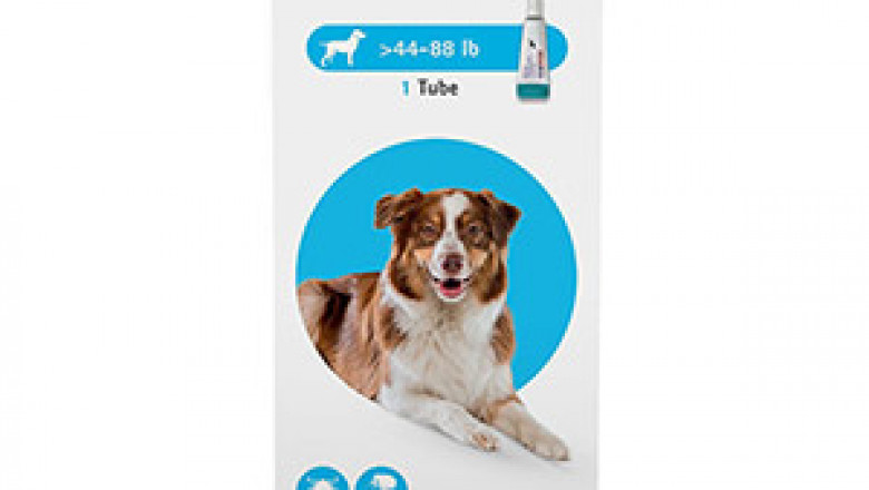 Bravecto topical solution for dogs | Petcareclub
