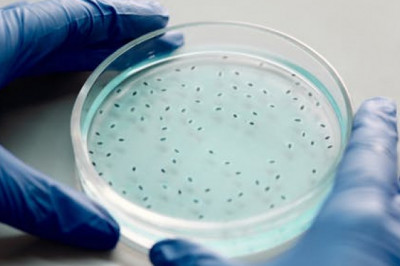 The cell therapy manufacturing market