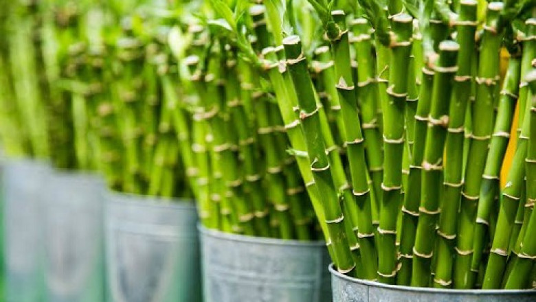 Understanding the utility of bamboo extract