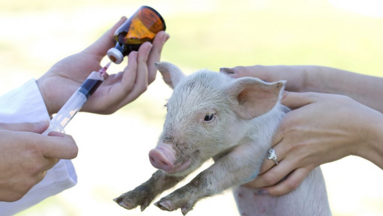 Animal antimicrobials and antibiotics are influenced by the rising cases of zoonotic diseases, such as SARS-CoV-2 induced Covid-19