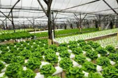 ¿Son los jardines flotantes una solución sostenible al cambio climático?