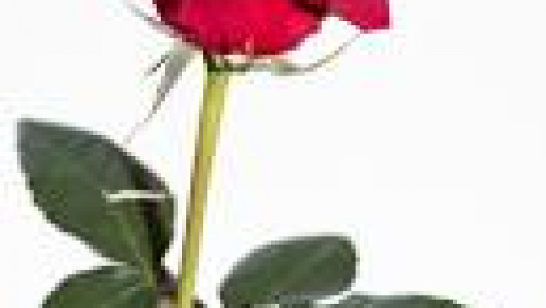 San Antonio erotic nuru massage