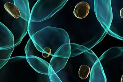 Stem cells refer to the undifferentiated biological cells that differentiate into specialized cells and divide to produce more stem cells