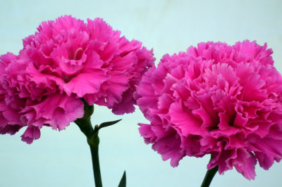 Exotic Pink Carnation Flower Bouquets for Your Loved Ones
