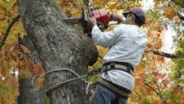 Tree removal Elkhart