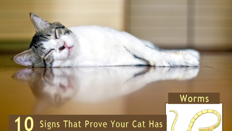 10 Signs That Prove Your Cat Has Worms - BestVetCare