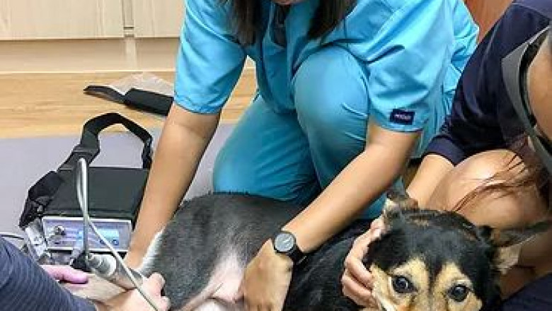 Pet surgeon, Pet animal surgery Doctor in Singapore - Dr Patrick