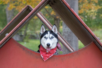 What Is the Proper Usage for Dog Cages and Crates?
