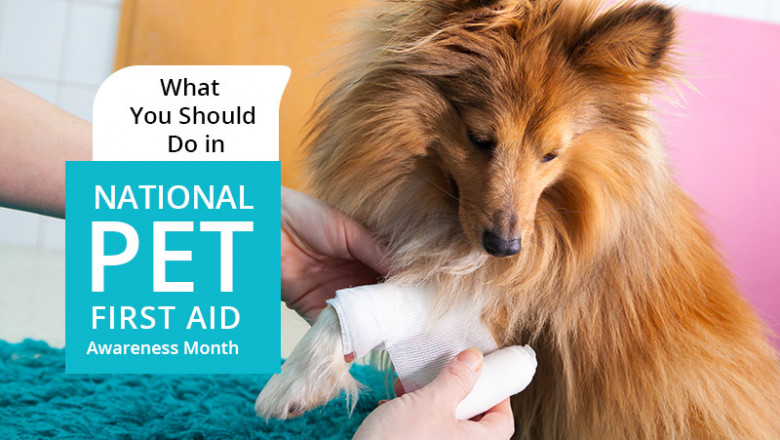 What You Should Do in National Pet First Aid Awareness Month