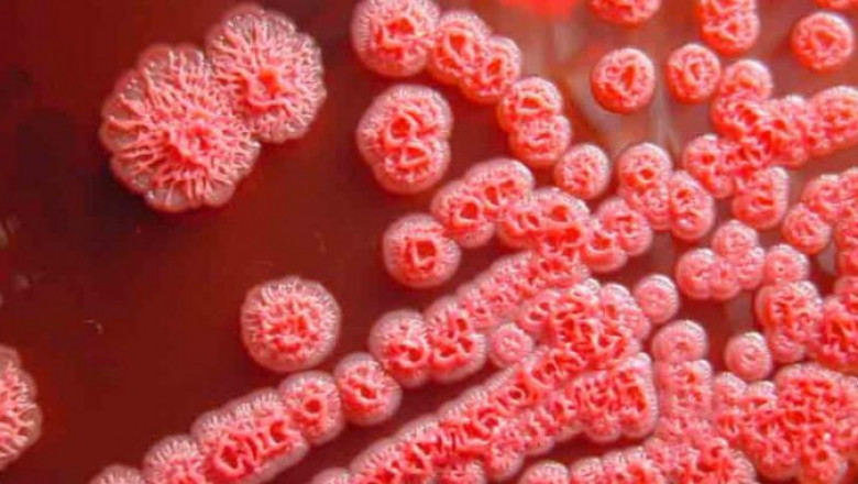 Burkholderia Infections Market Size, Trends, Shares, Insights and Forecast – 2018-2026