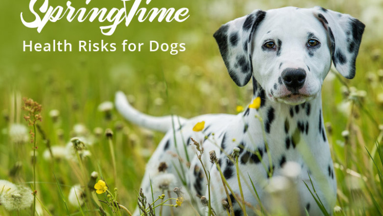 Springtime Health Risks for Dogs