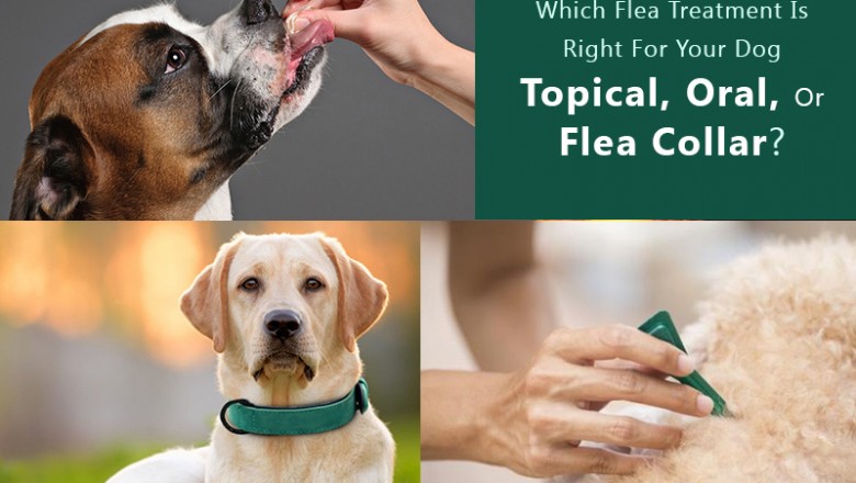 Which Flea Treatment Is Right For Your Dog -Topical, Oral, Or Flea Collar?