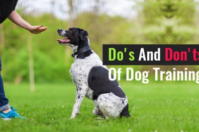 The Do's And Don'ts Of Dog Training - DiscountPetCare