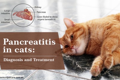 Pancreatitis in Cats: Diagnosis and Treatment - DiscountPetCare