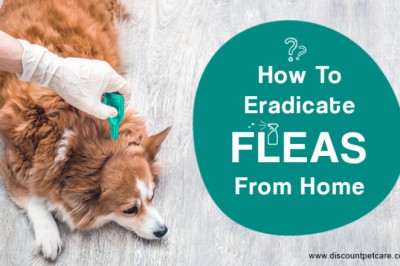 How to Get Rid of Fleas from Home - DiscountPetCare