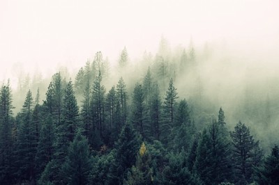 The Art Of Self-Deception & Lying