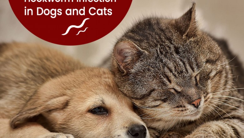Hookworm infection in Dogs and Cats - BestVetCare