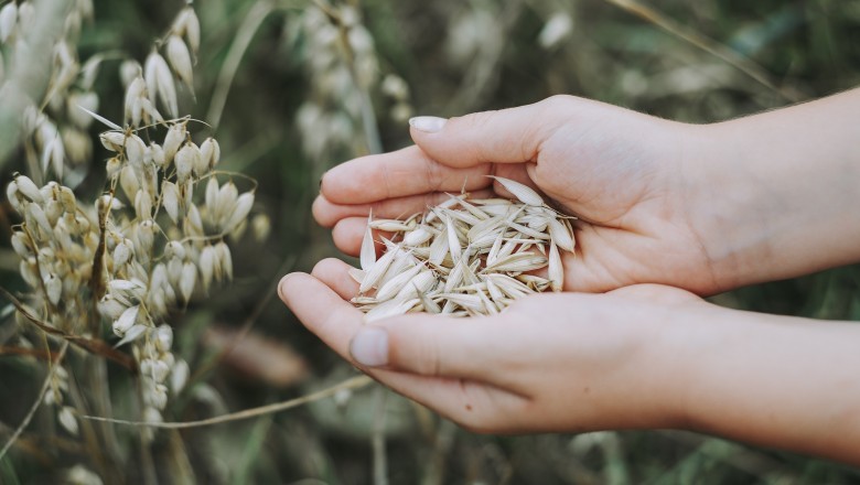 Oats Market - Global Industry Analysis 2026