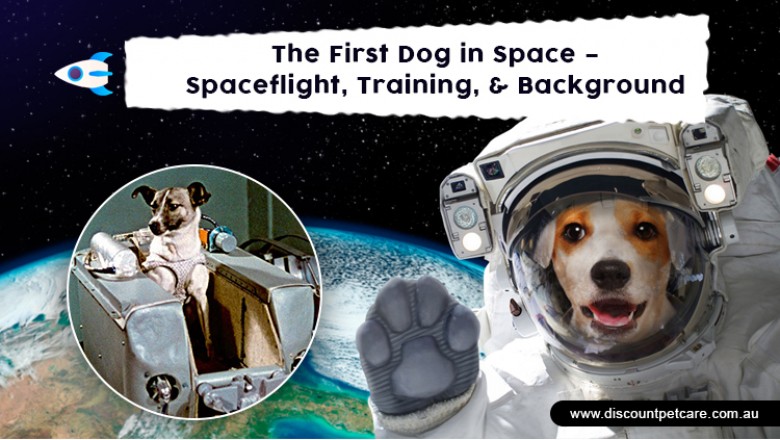 The First Dog in Space – Spaceflight, Training, & Background - DiscountPetCare
