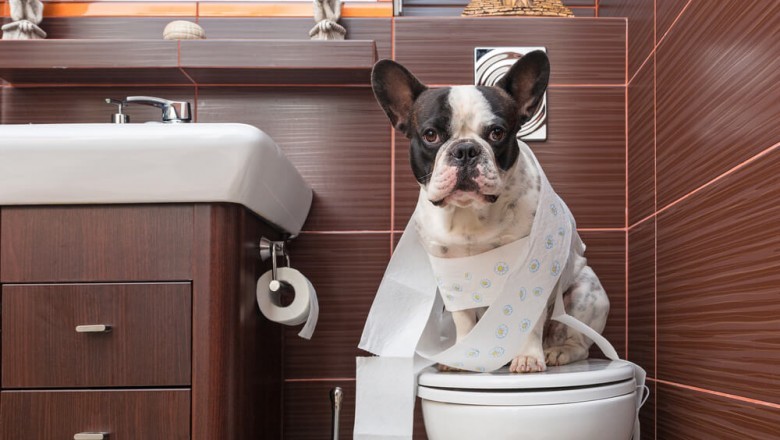 Diarrhea in Puppies - Causes, Signs and Treatment