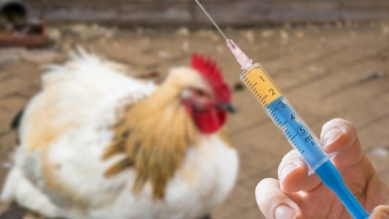 Antibiotics and Antimicrobials in Animals: What You Should Know
