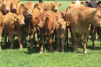 vitamin and mineral drench for sheep