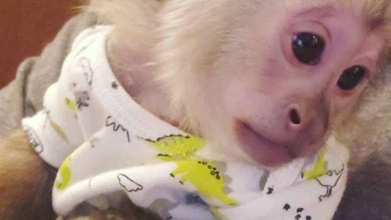 capuchin monkey pet