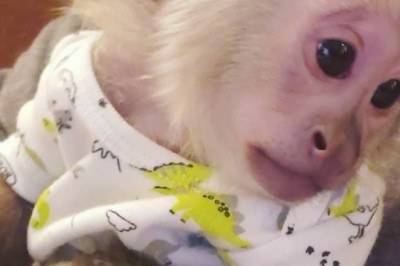 capuchin monkey pet